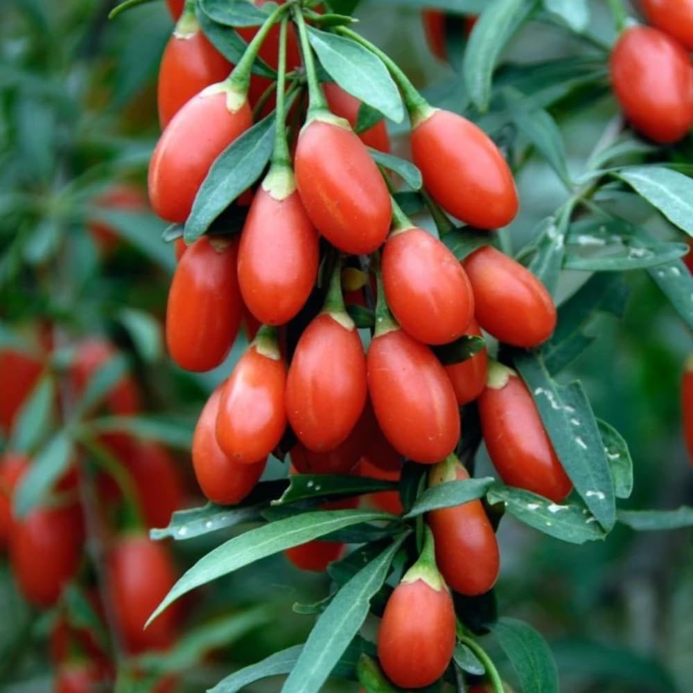 5-9" Tall Goji Berry Plant Live for Planting, Red Goji Berry Tree Live Plant, Well-Rooted