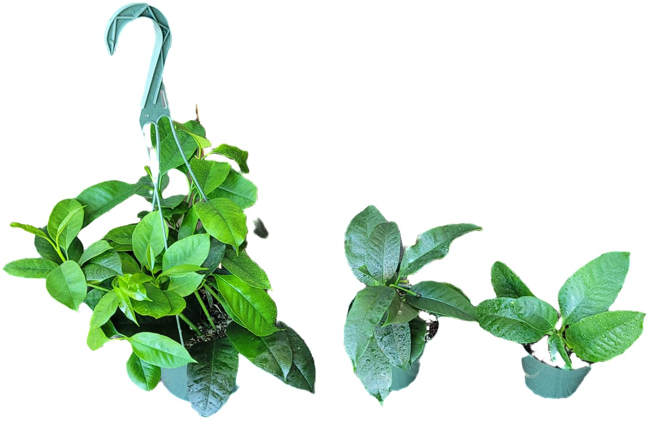 Hoya Shooting Star - Hoya Multiflora - Hoya Plants Live Houseplants - Stunning Shooting Star-Shaped Blooms - Air Purifying Tropical Vine - CA Seller (2 Plants in 4.5" Pot)