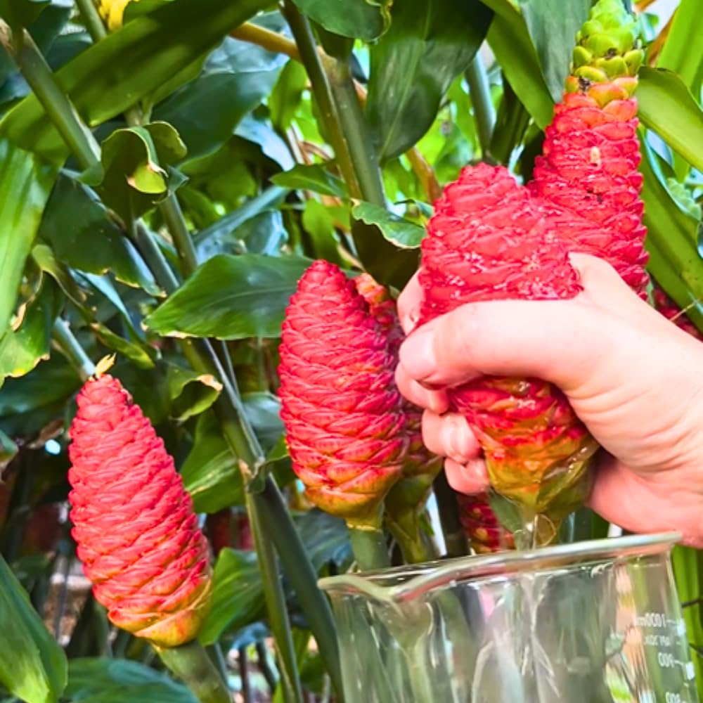 6 Awapuhi Shampoo Ginger Roots, Fresh Ginger Rhizomes to Grow, Zingiber Zerumbet Pinecone Ginger Lily Flowers