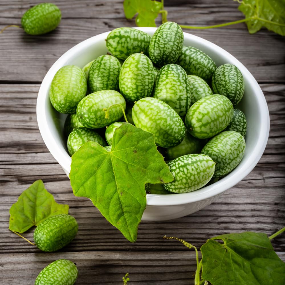 2 Cucamelon Plants Seedlings, 4 to 6 Inches Tall, Cucamelon Mini Cucumber Live Plant Vegetable Plants for Growing