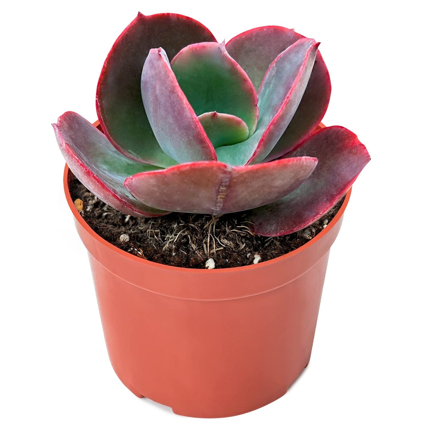 Sprout N Green Echeveria Big Red, Live Succulent Plant Fully Rooted in 4" Pots with Soil Mix, Real Houseplant for Indoor Outdoor Home Office Wedding Decoration Party Favor