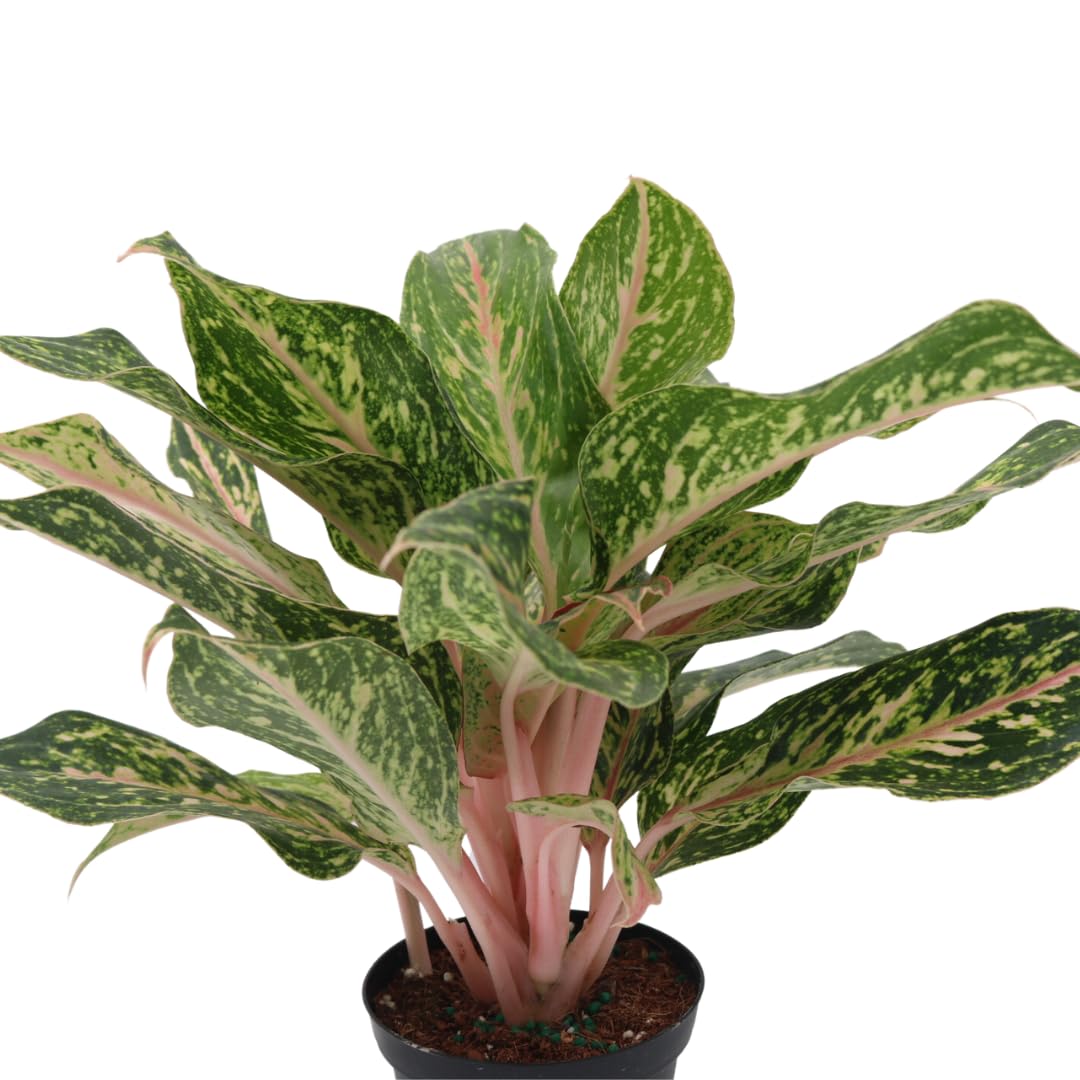 American Plant Exchange Aglaonema Sparkling Sarah – 6-Inch Pot – Live Air Purifying Chinese Evergreen Plant, Variegated Easy Care Foliage for Stylish Home or Office Decor
