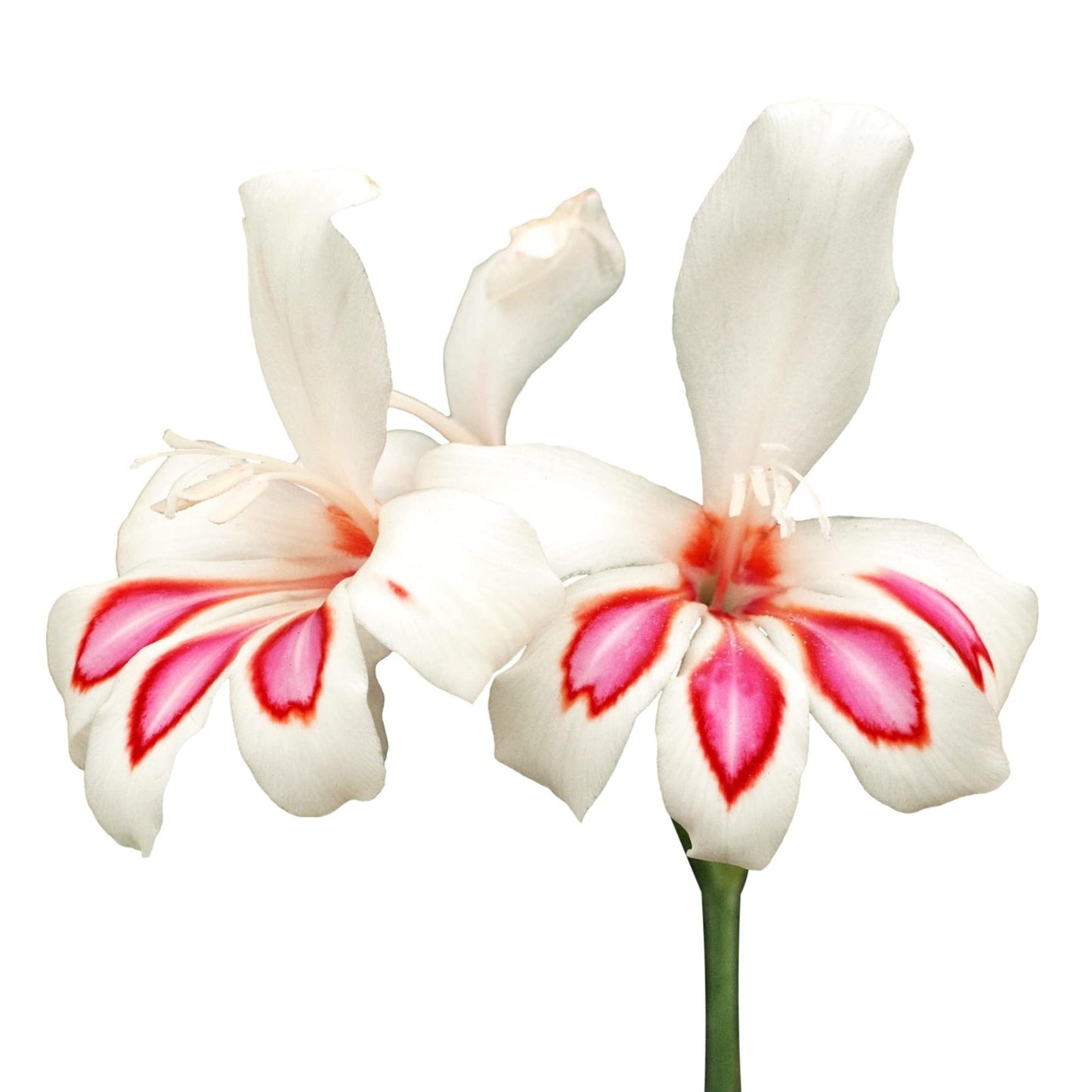 Easy to Grow Hardy Gladiolus Prins Claus 10 Bulbs - White & Pink Flowers Bloom in Spring to Summer Sun