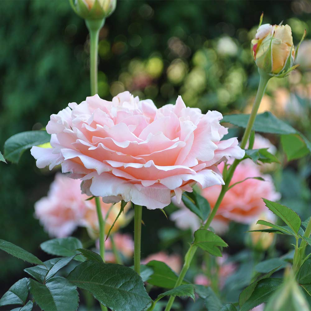 Heirloom Climbing Roses, Live Own Root Plant for Outdoor Garden, Polka®, Very Fragrant, Hardiness Zones 5-10, Continual Blooming