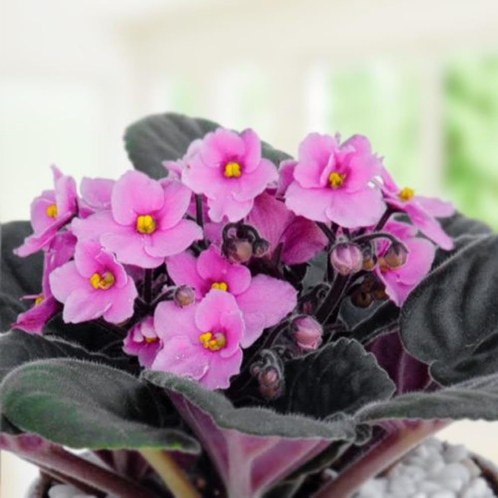 African Violet Live Plant in 4 Inch Pot, Flowering Houseplant, Easy Care Indoor Plant with Vibrant Blooms (Light Pink African Violet)