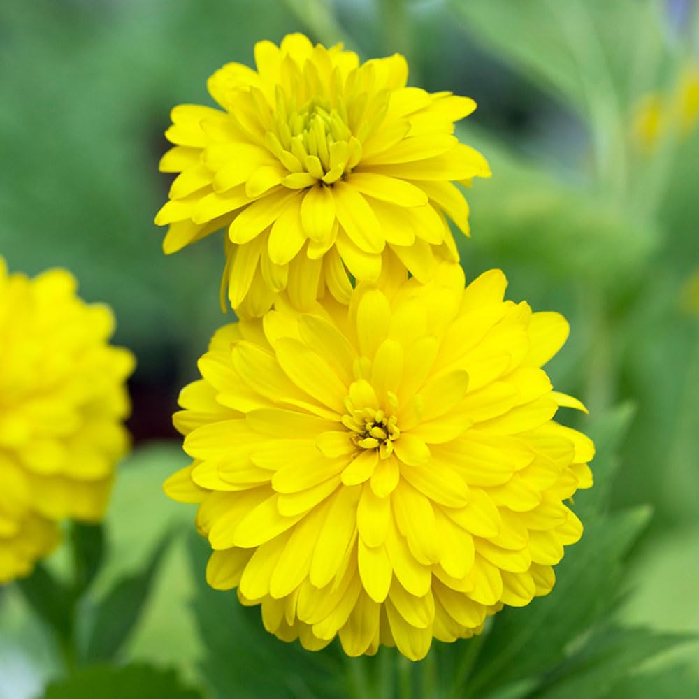 Complete Perennial Pollinator Flower Bulb Garden - 30 Bulbs for 50 Days of Continuous Blooms (Summer Color from July Through October) - Easy to Grow Summer Planting Bulbs by Willard & May
