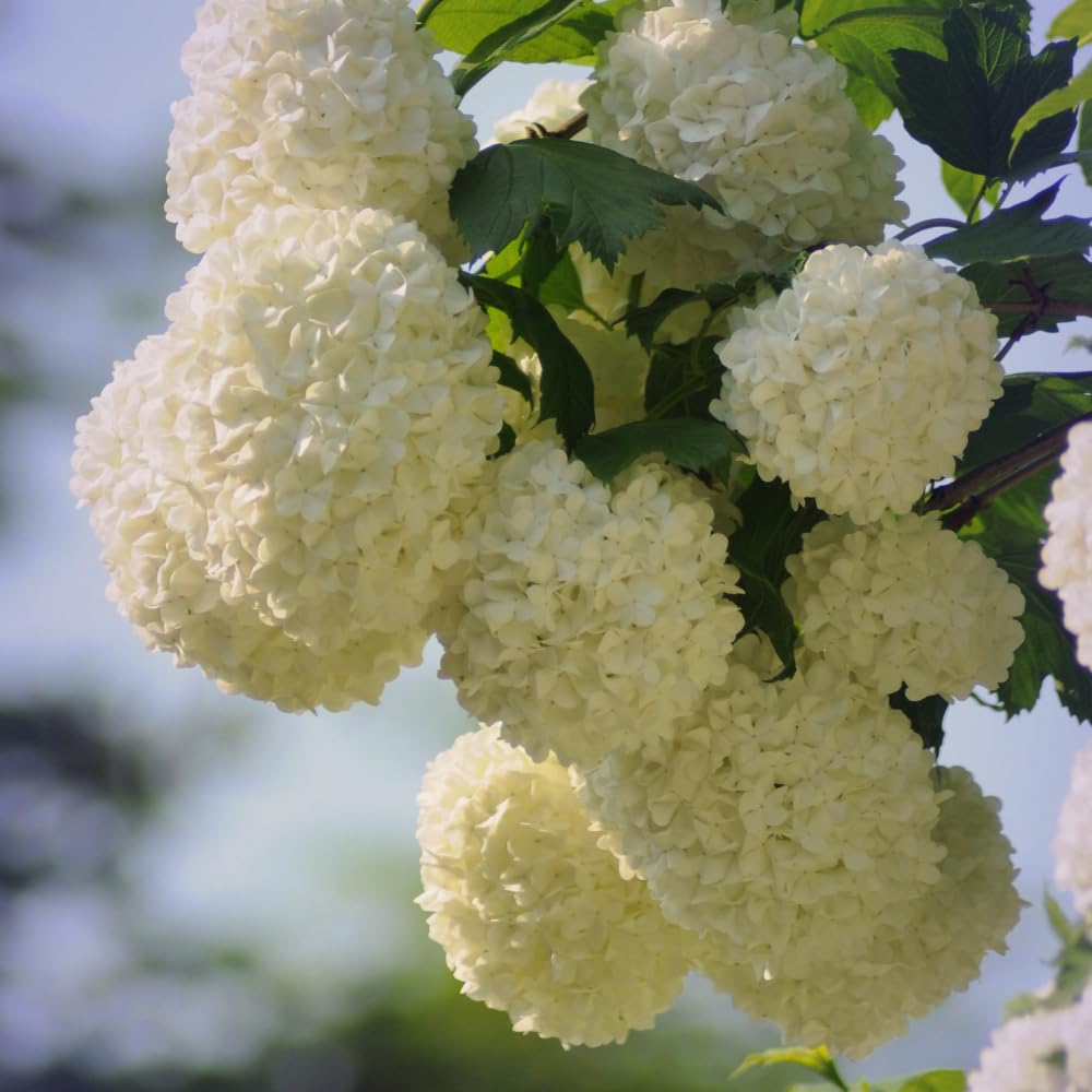 Dormant Old Fashion Snowball Viburnum Plant, White Hardy Viburnum Shrub for Gardens and Landscapes, Ready to Grow Bush 4'' Pot