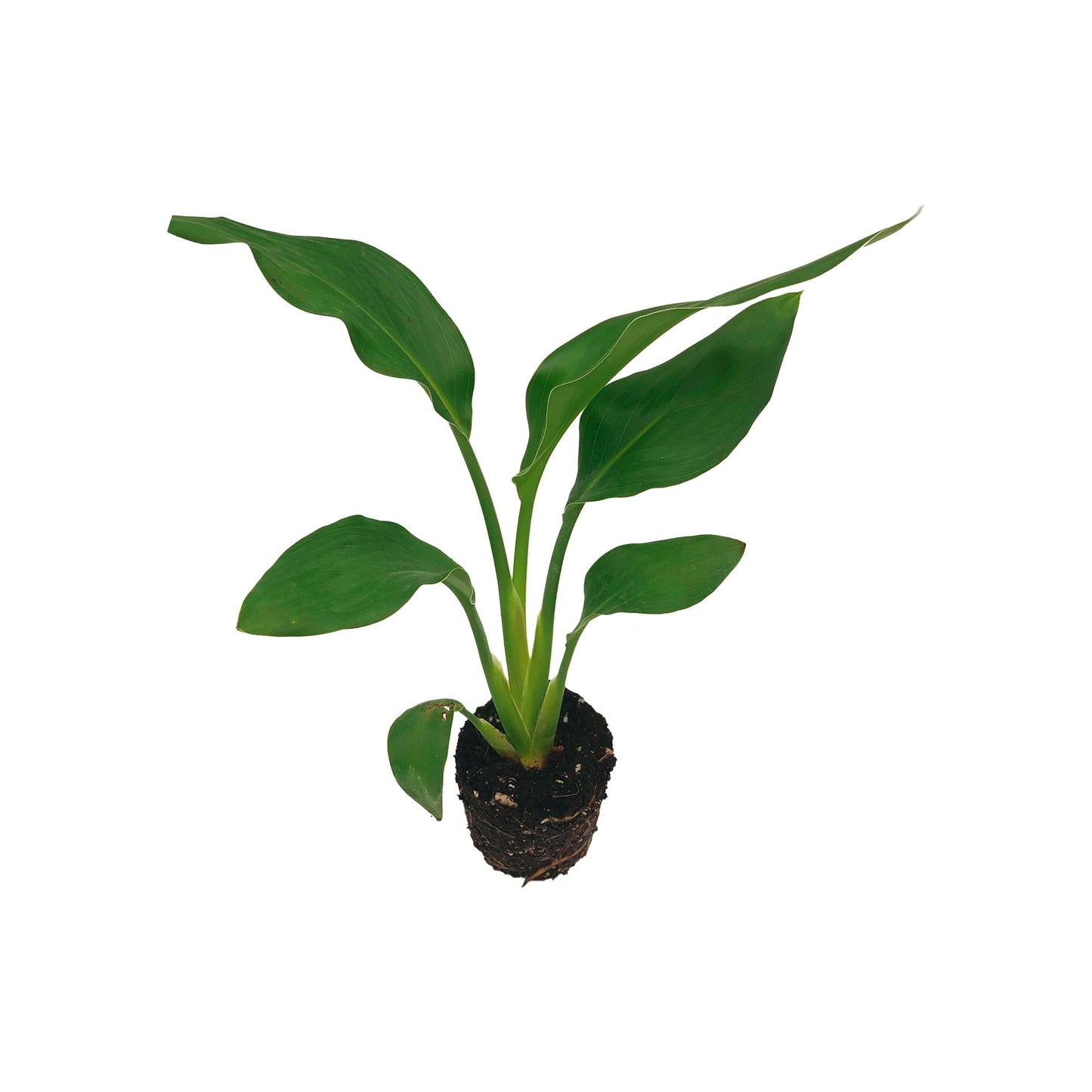 Live Orange Birds of Paradise Plant - ‘Orange Birds of Paradise’ Strelitzia Reginae - ragnaroc Tropical Plant 6-10” Tall - 1ct - Live Arrival Guaranteed - House Plants for Home Decor & Gift