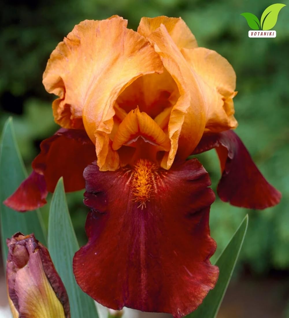 Votaniki Iris Howard Weed Tall Bearded Iris Rhizome Apricot Yellow Red Flowers Spring Bloom Garden Borders Full Sun Outdoor Planting Perennial (Pack of 3)