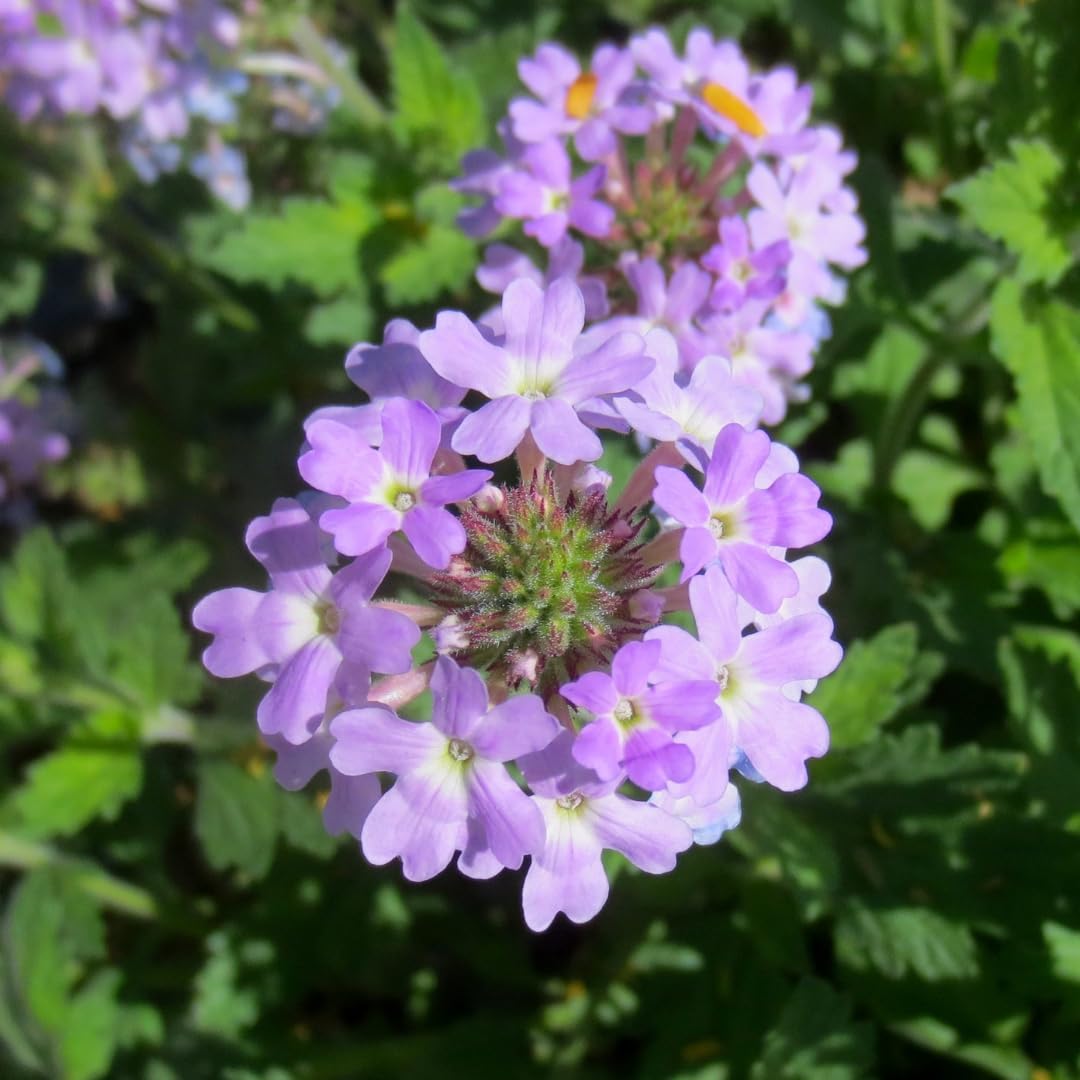 Pack 2 Light Lavender Perennial Verbena Plants, Light Purple Verbena Live Plants, Verbena Flower Trailing Plants Live for Planting, Verbena Plants in Zones 7 to 11
