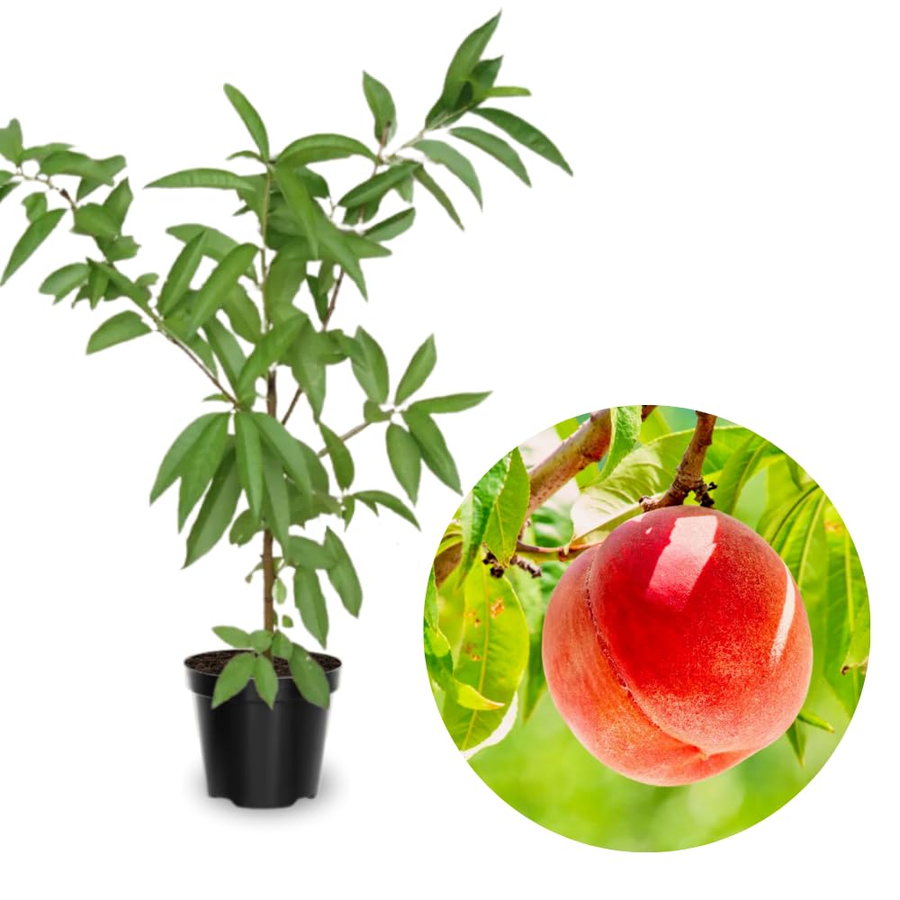 Grafted Peach Tree Live Plant, Well Rooted Peach Plant 1 Feet Tall for Planting Outdoor, Dormant, Ready to Bear Fruit Within 1-2 Years (Belle of Georgia)