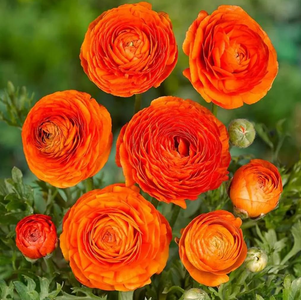 10pcs Orange Ranunculus Bulbs Fall Planting for Spring Blooms Easily Grown Flower Bulbs