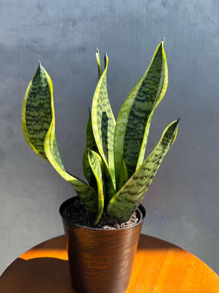 PLANTVERS Sansevieria ‘Laurentii’ in 4" Decorative Pot – Golden Snake Plant – Live Easy Care Succulent – Air Purifying Indoor Plant – Low Maintenance Houseplant for Home or Office