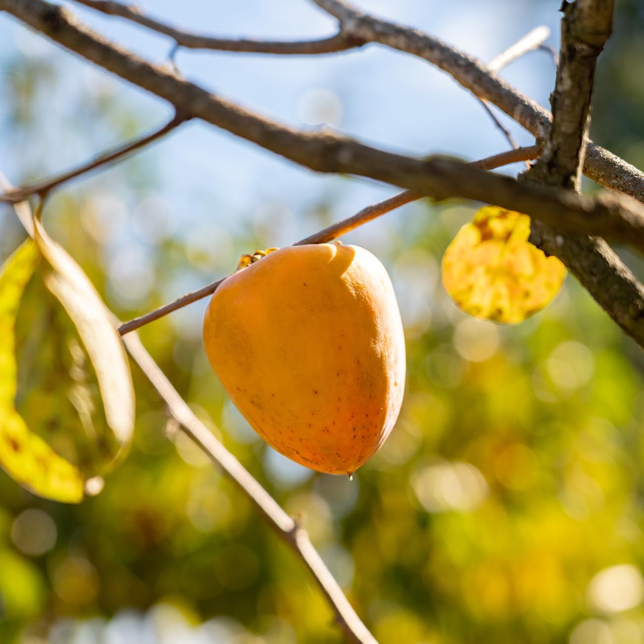 Perfect Plants Tanenashi Persimmon Tree 3 Gallon | Live Fruit Tree for Gardens | Sweet Edible Fruit