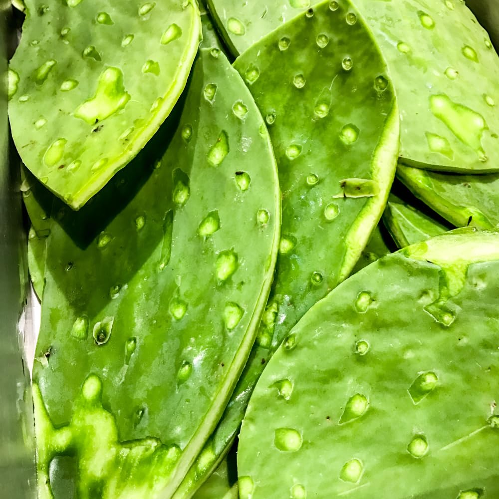 Green Prickly Pear Cactus Plant Live, Prickly Pear Cactus Live Plant Pot for Gardening
