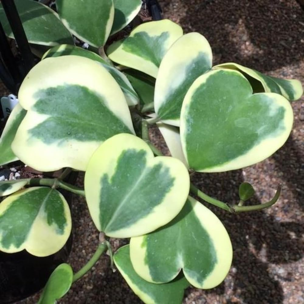 Variegated Hoya Kerrii Live Plant - Pack of 2 Pots, Each Plant in 4 Inch Pot, Hardy Vine Hoya Plants Live Houseplants