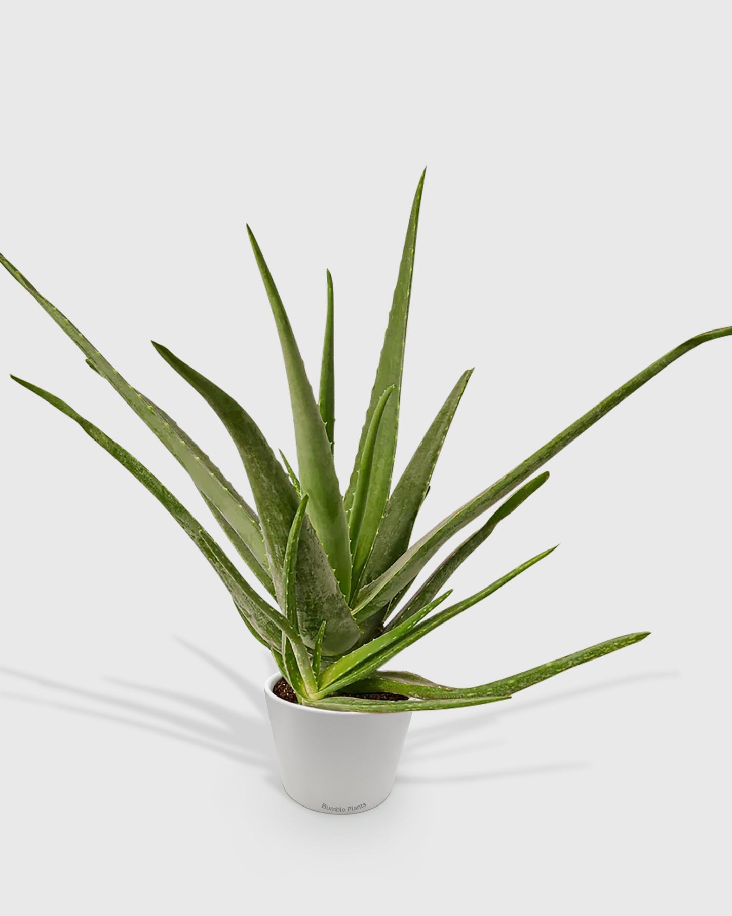 Aloe Barbadensis Mill Vera-4" Pot/White Cylinder - Live Plant Easy Care, Low Maintenance for Home Decor - Air Purification Houseplant