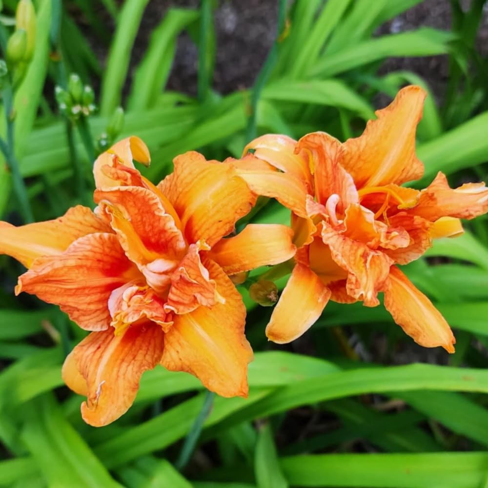 10 Orange Double Bloom Daylily Live Roots, Cold-Hardy Fragrant Perennial, Low Maintenance Exotic Flower for Garden Borders