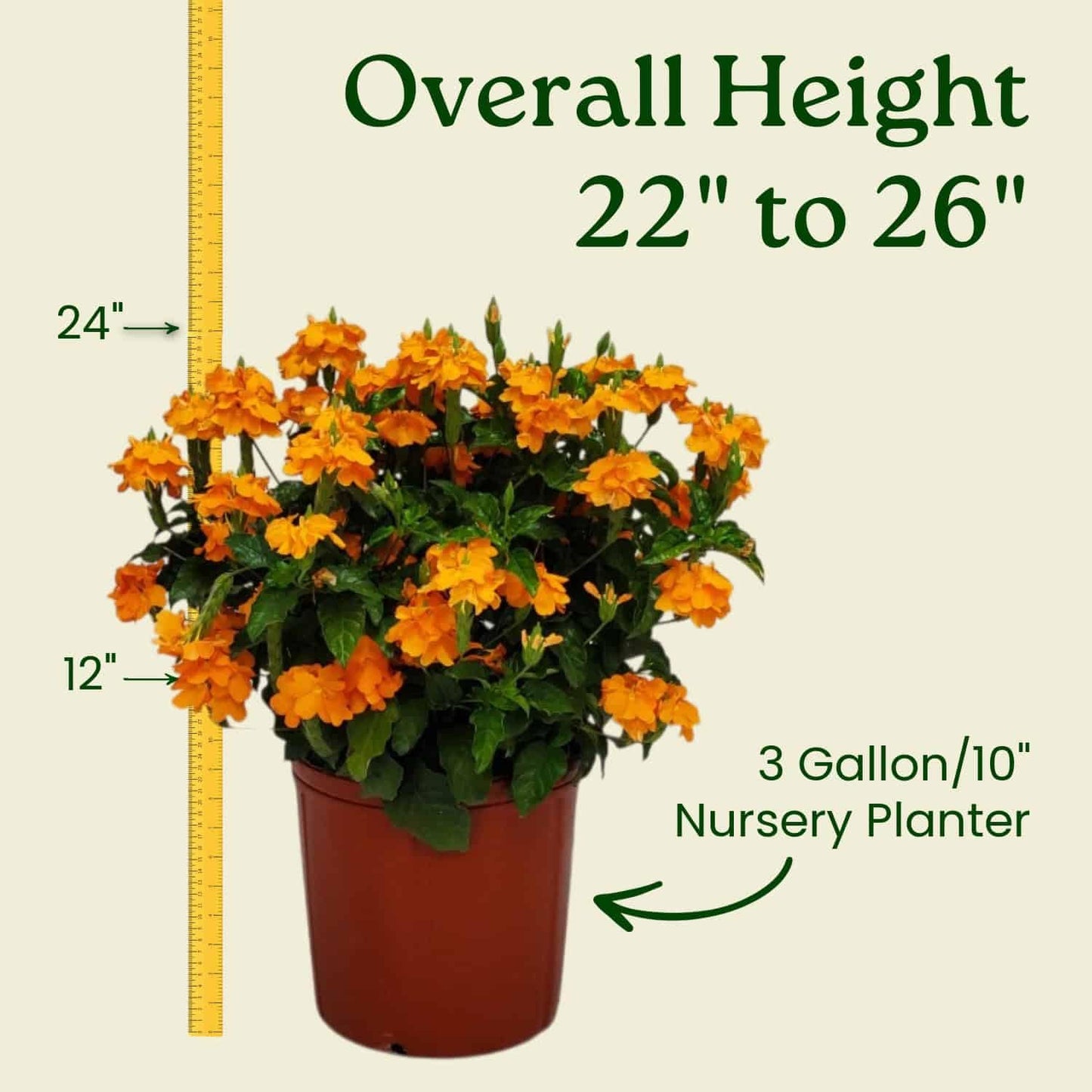 Crossandra Flower Plant Live - Orange Marmalade - 3 Gallon Pot - Overall Height 22" to 26" - Tropical Plants of Florida (Plant in Growers Planter)