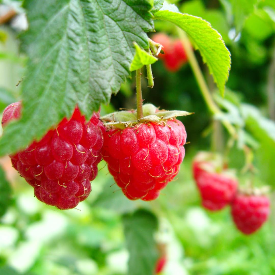 Live Red Raspberry Plant, Sweet Berries Plant, 3 Inch Pot, Ready for Planting