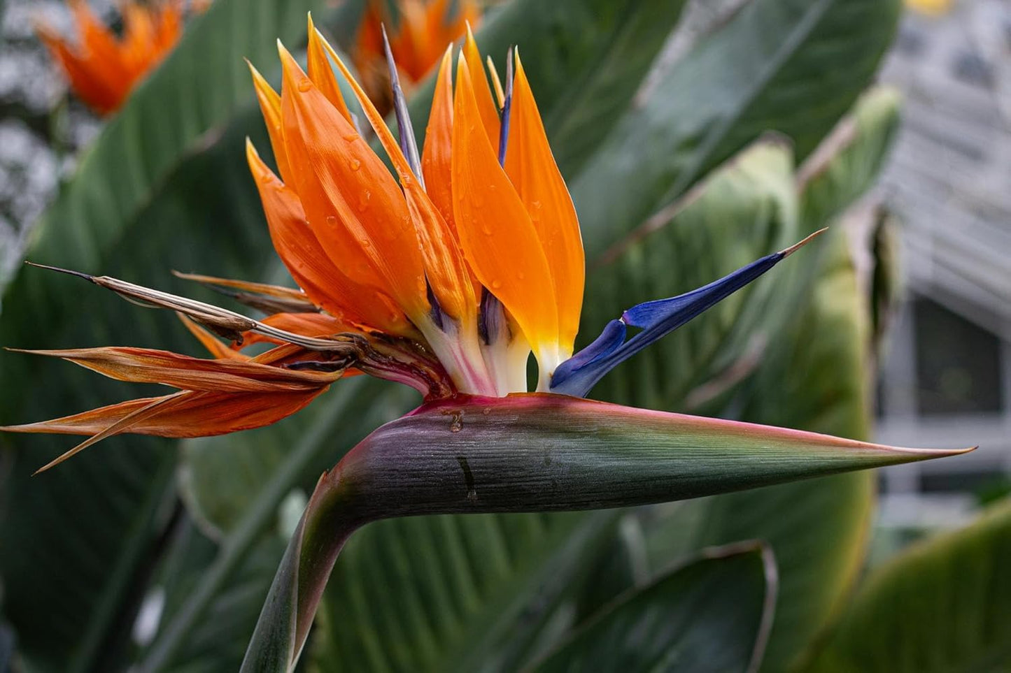 Live Orange & White Birds of Paradise Plant Variety - 'Birds of Paradise' Strelitzia nicolai - ragnaroc Tropical Plant 6-10” Tall - 4ct - Live Arrival Guaranteed - House Plants for Home Decor & Gift