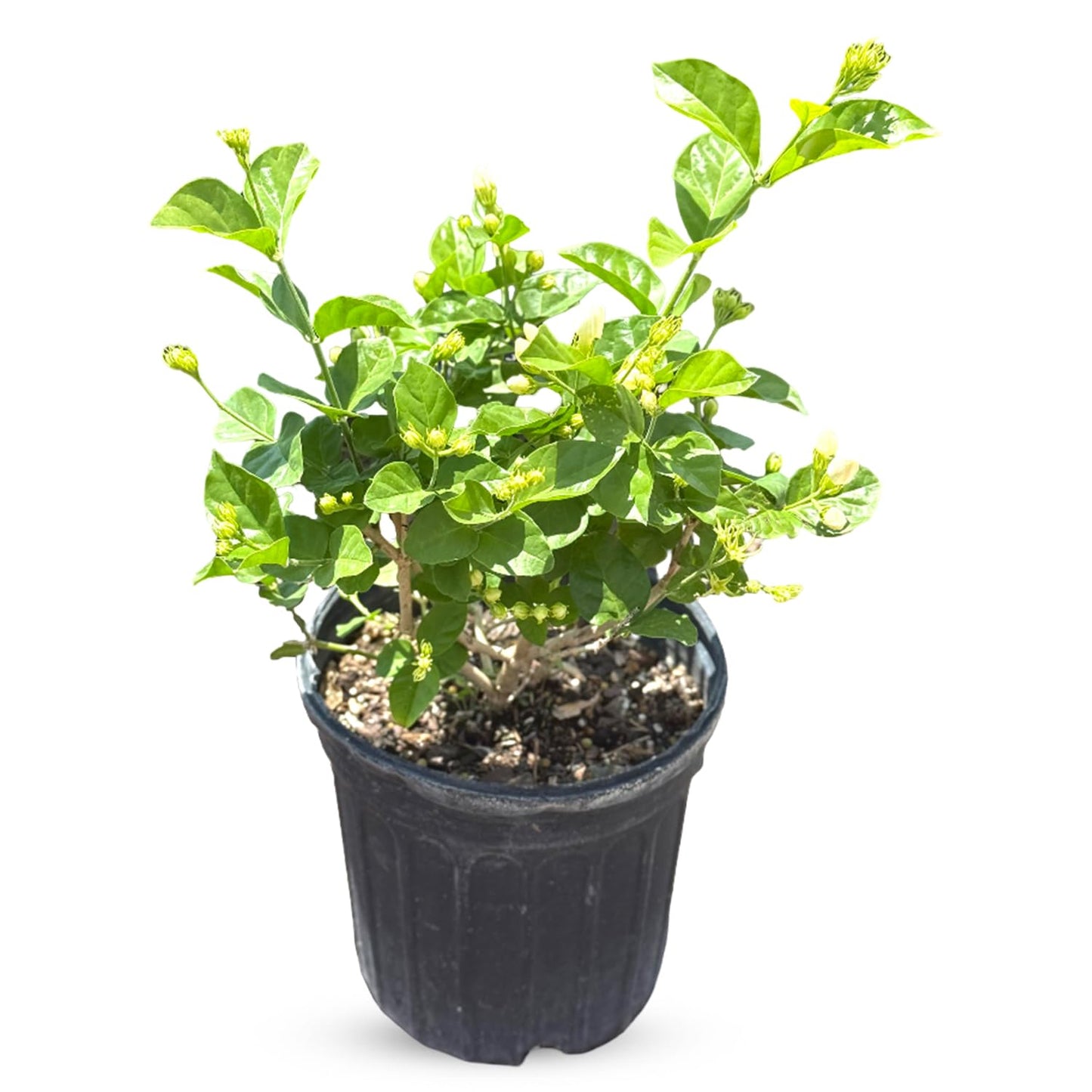 Live Jade Sambac Plant in 6" Pot - Rare Fragrant Jasmine Variety, Easy Care Tropical Houseplant for Home Decor, Gardens, and Unique Gifts (Heat Pack Included)