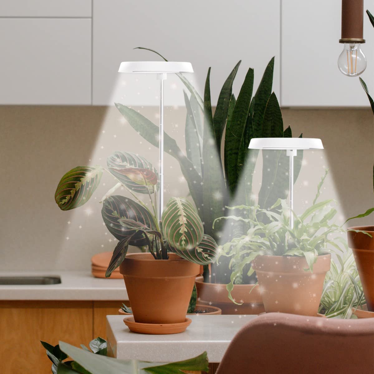 GYTF 3 Pack Halo Grow Light for Indoor Plants, 6000K 48 LEDs Full Spectrum Plant Lamp with Dimmable & Timer 4/8/12/18Hrs for Succulents, Mini Bonsai, Small Plants, Height Adjustable