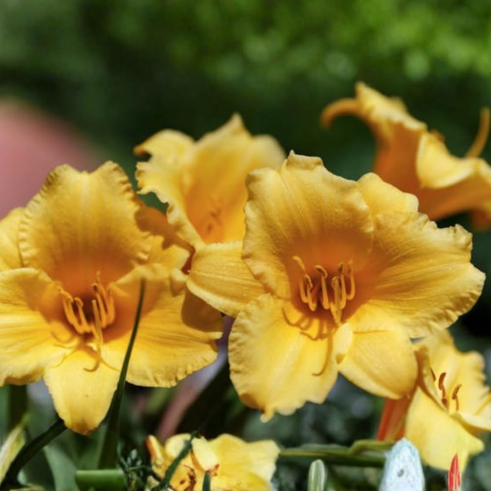 25 Stella de Oro Daylily Plants Live Bare Root Fans, Low Maintenance, Hardy Perennial Flowers, Ideal for Border Gardens, Beds & Outdoor Landscaping