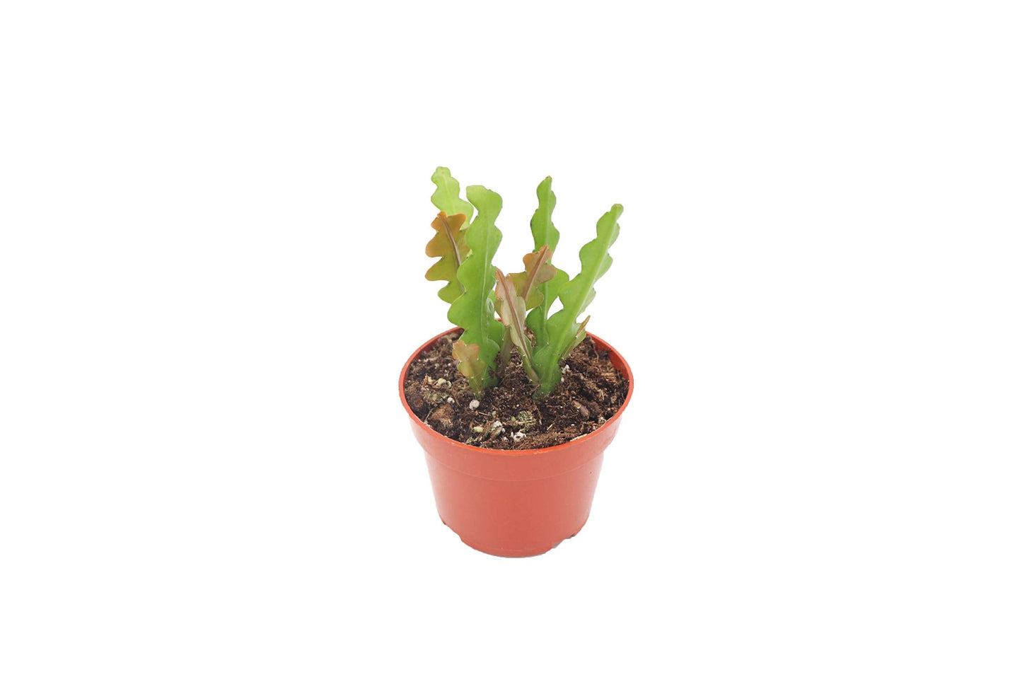 Fishbone Cactus 4" - from California Tropicals
