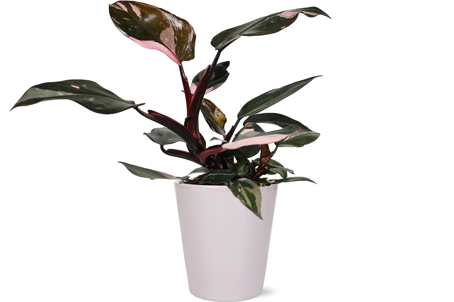 Green Circle Growers Live Pink Princess Philodendron in White Ceramic Pot – Vibrant Variegated Leaves, Perfect Indoor Houseplant, 5-Inch Decorative Planter