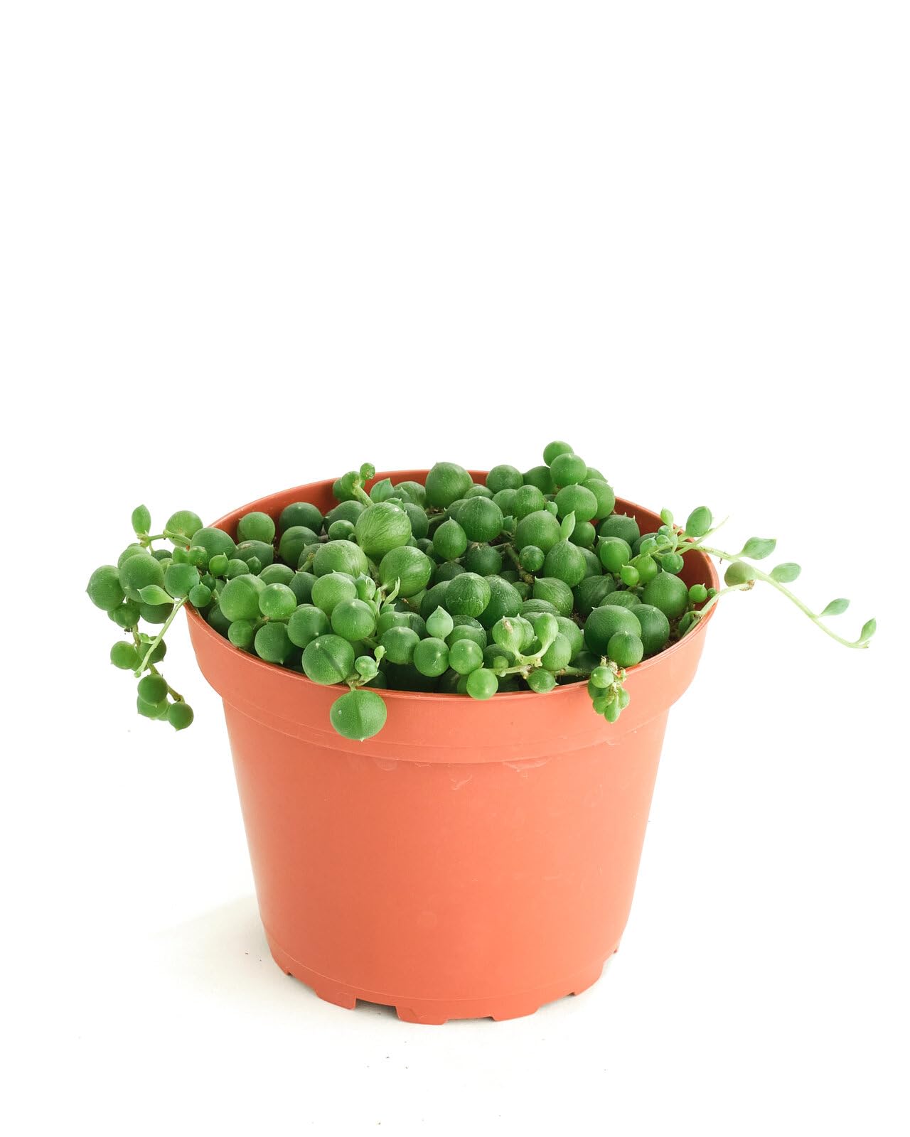 Shop Succulents String of Pearls Hanging Succulent, Senecio Rowleyanus, Fully Rooted Live 4" Succulent Plant, Low Maintenance Indoor Plant, Hardy Succulents, Trailing Succulents, Gift & Garden