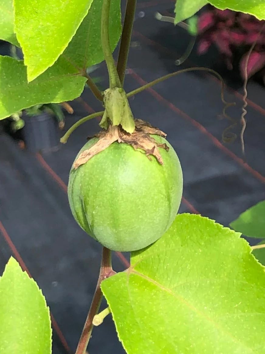 Lady Margaret Passiflora Live Plant | 5-9" Tall | Rare Raspberry Red Passion Flower Vine | Hardy Zone 8-11 | Fast-Growing Indoor/Outdoor Patio Climber | Exotic Hummingbird Attractor