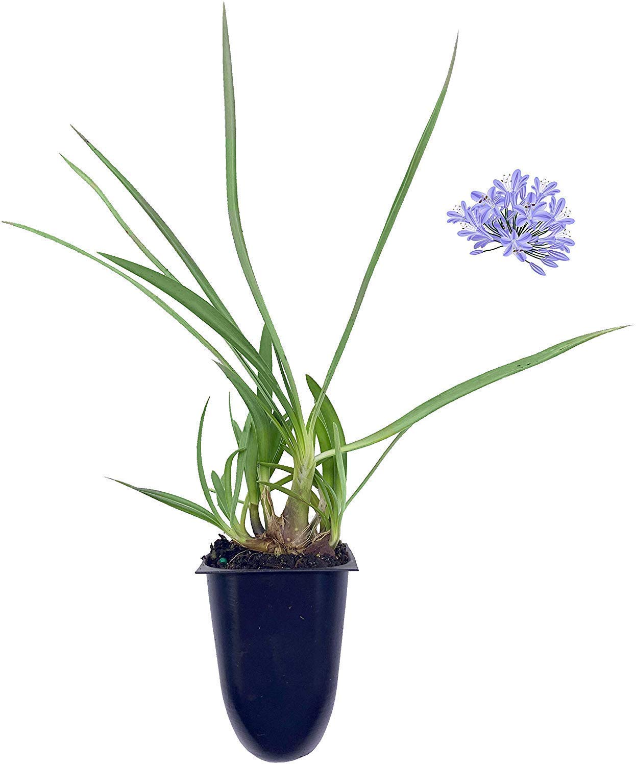Dwarf Lily of The Nile - Agapanthus Peter Pan - 40 Live Plants - Evergreen Perennial