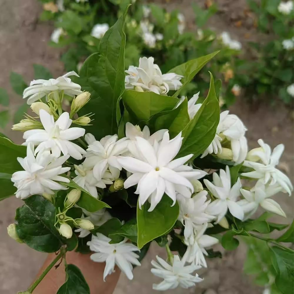 3 Jasmine Plants Live, Mix Jasmine Flower Plants Live Between 5 and 7Inc Long Outdoor Planting Indoor Fragrant Flowers, Easy to Plant