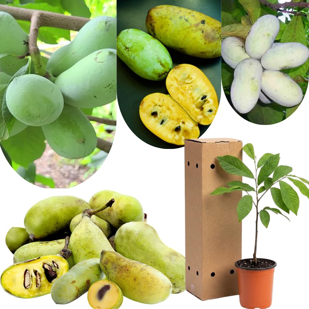 Cold Hardy Pawpaw Tree 1-2 Feet Tall Live Plant, Paw Paw Asimina Triloba Tropical-Tasting Unique Fruit Tree for Home Gardens, Spring Planting