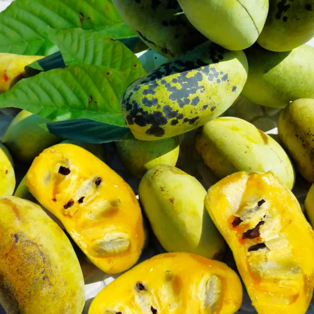 Pawpaw Tree Live Plant, Paw Paw Trees Plants Live in Quart Pot, Asimina Triloba Trees for Planting, 6-12" Tall Live Plants