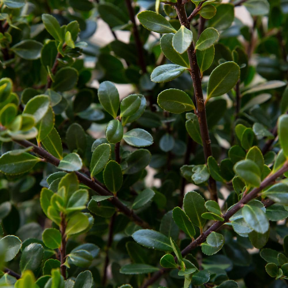Japanese Holly Ilex Compacta (2.5 Quart) - Low-Maintenance Evergreen Shrub - Live Plant in Pot - Dense Green Foliage