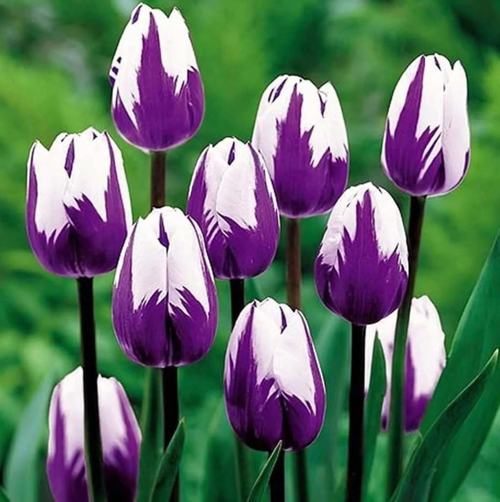 Purple and White Tulip Bulbs for Planting - Purple Flaming Flag Tulips, Perennial Blooms for Landscape Garden or Container Growing (25 Bulbs)
