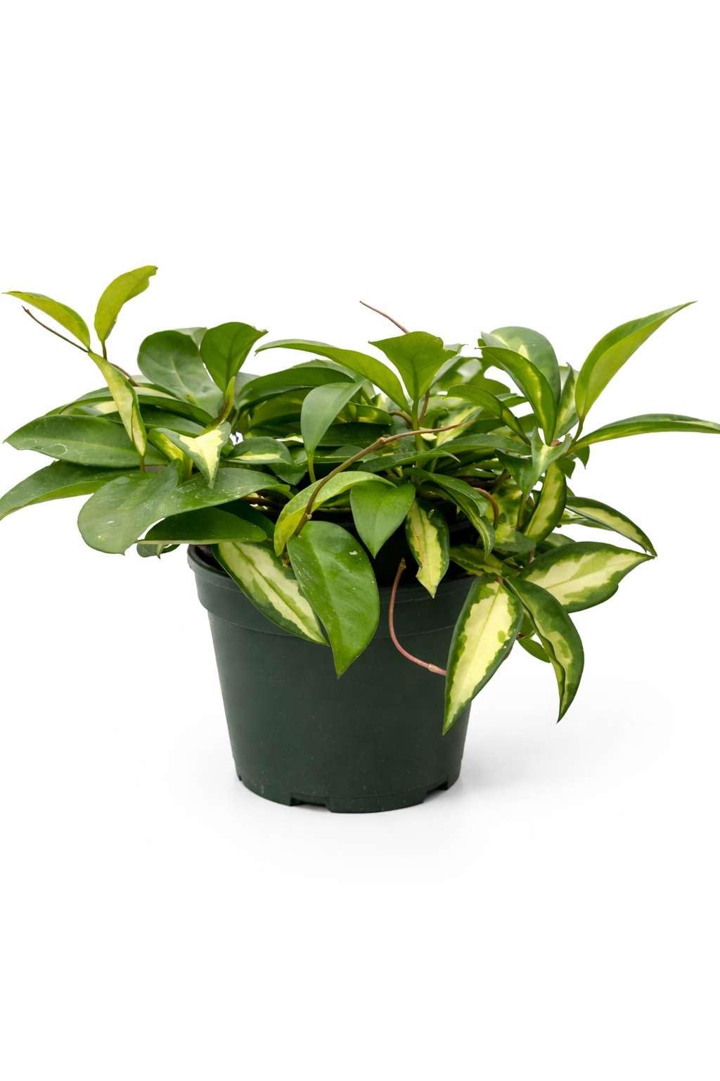 Hoya Carnosa Krimson Princess Live Plant for Indoor | Different Houseplants in 4'' & 6'' Pot | Real House Plant for Living Room, Office & Desk | Porcelain Flower | Wax Honey