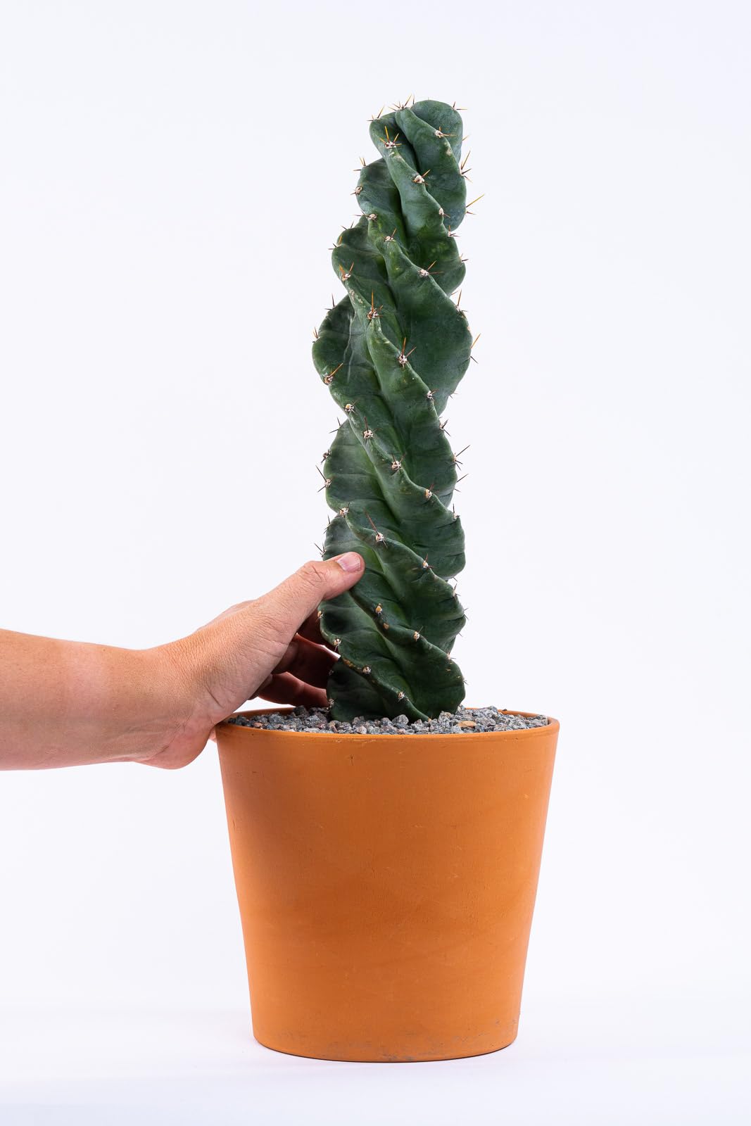 Spiral Cactus - Cereus forbesii 'Spiralis' - Twisted Rare Succulent - Tornado Cactus - Live Rooted Indoor Plants (12'')