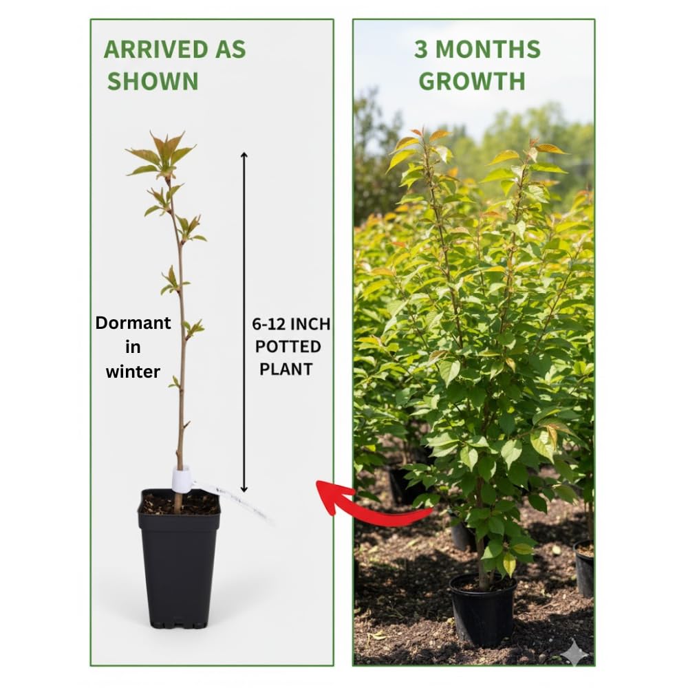 Cherry Blossom Tree, Live Ornamental Tree 6-12" Tall in Pot, Beautiful Spring Blooms for Outdoor Planting (Double Pink Cherry Blossom)