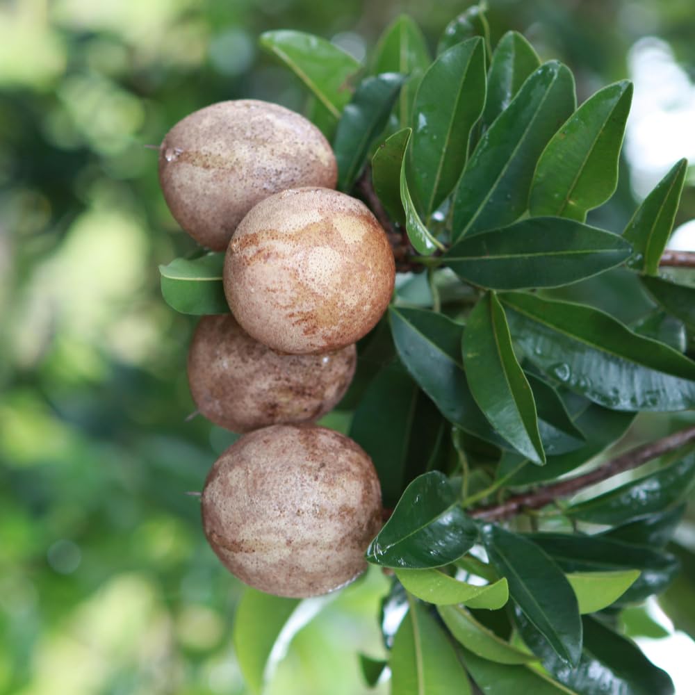 Sapote Tree Live Plant, Sapodilla Live Tropical Fruit Tree, 2 to 3 Feet Height, Ready for Planting in One Gallon Pot