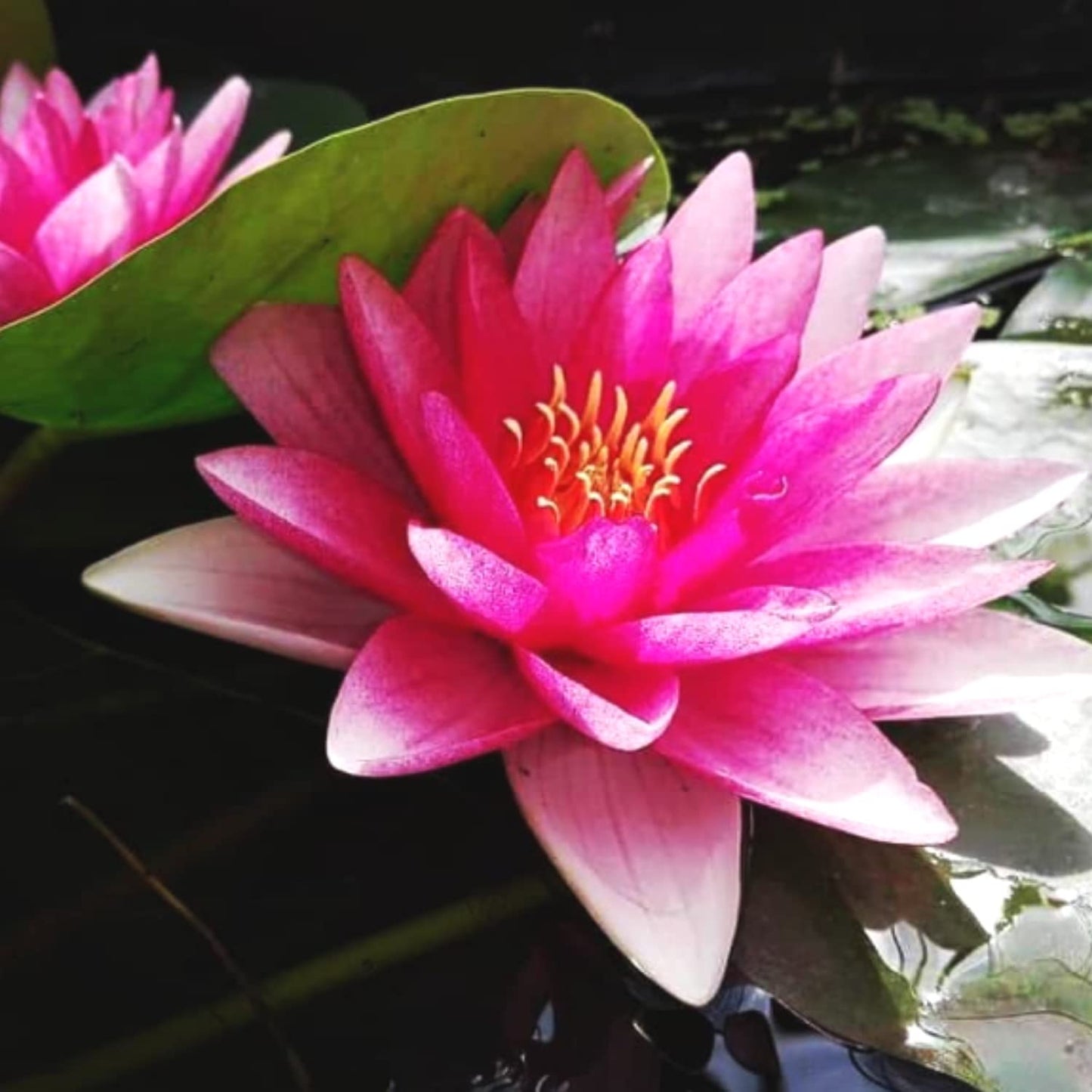 Mainam Red Nymphaea Attraction Live Aquarium Plant Hardy Water Lilies Tuber for Freshwater Fish Pond Balcony