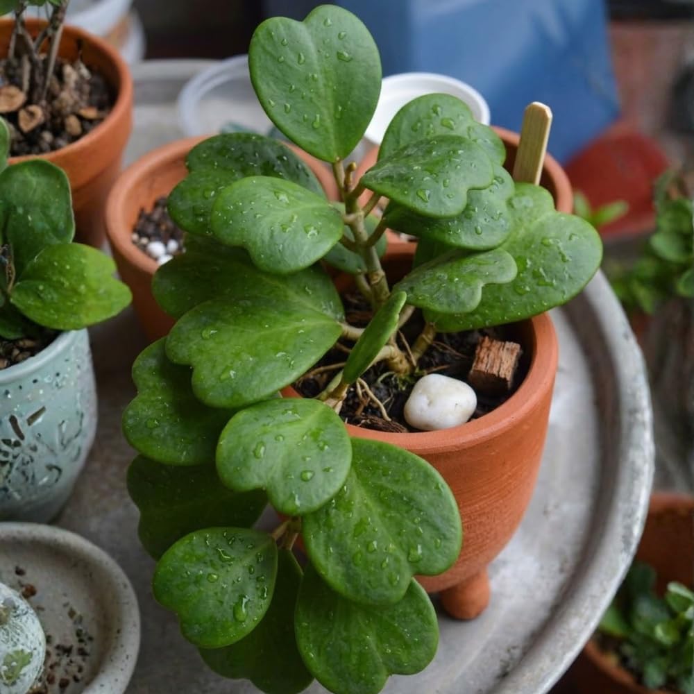 Hoya Kerrii Heart Plant Live in 4" Pot | Low Maintenance Heart-Shaped Succulent | Established Root System for Windowsills and Desks