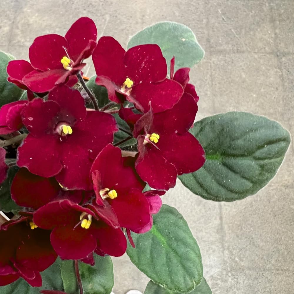African Violets Plant Live in 4'' Pot, Fast-bloming Indoor Outdoot Flowering Plant with Vibrant Blooms (Red African Violet)