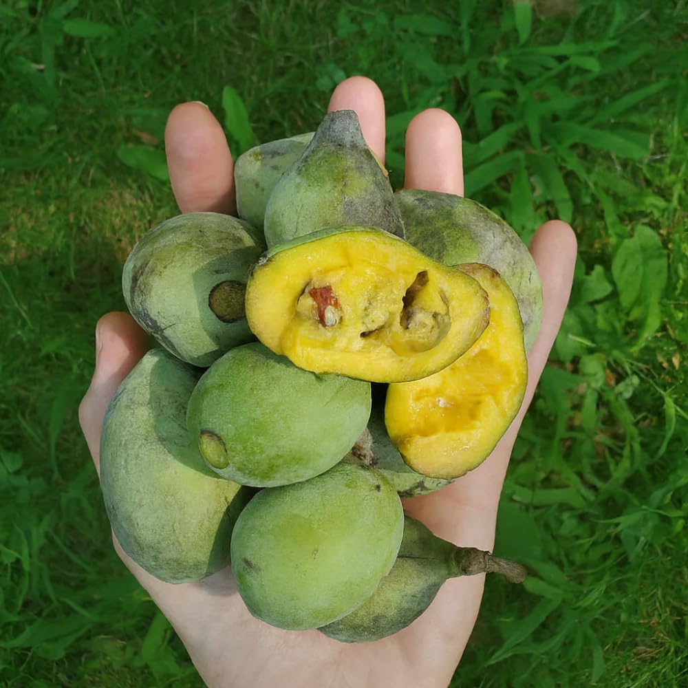 Pawpaw Tree Live Plant, 6-15 Inch Tall, Quart Pot, Paw Paw Plant Live for Outdoor Planting, Cold-Hardy Fruit Tree