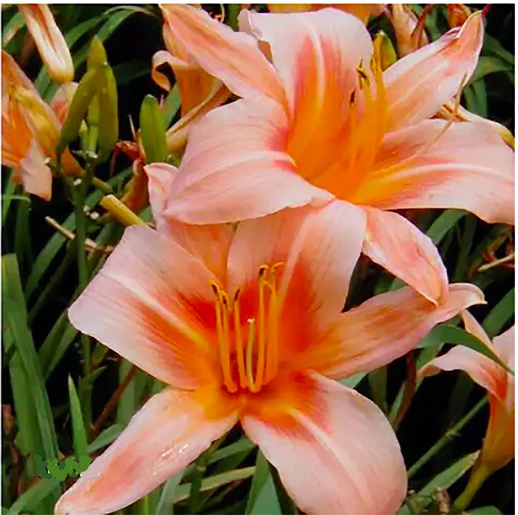 Pink Daylily - Bare Root Plant, Hardy Perennial for Zone 4, Delicate Pink Blooms, Low Maintenance, Ideal for Full Sun or Partial Shade, Perfect for Garden Borders & Landscapes