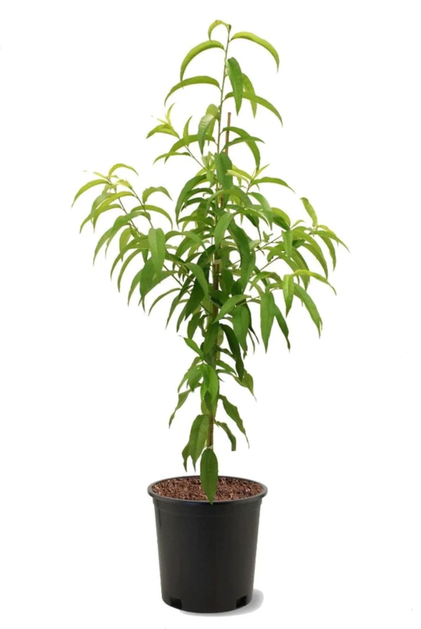 American Plant Exchange Flordaking Peach Tree, Live Large 5-Gallon Pot, Pink Blossoms, Large Firm Peaches, Yellow with Red Blush, Clingstone, Self-Pollinating, Sweet Fruit for Fresh Eating or Desserts