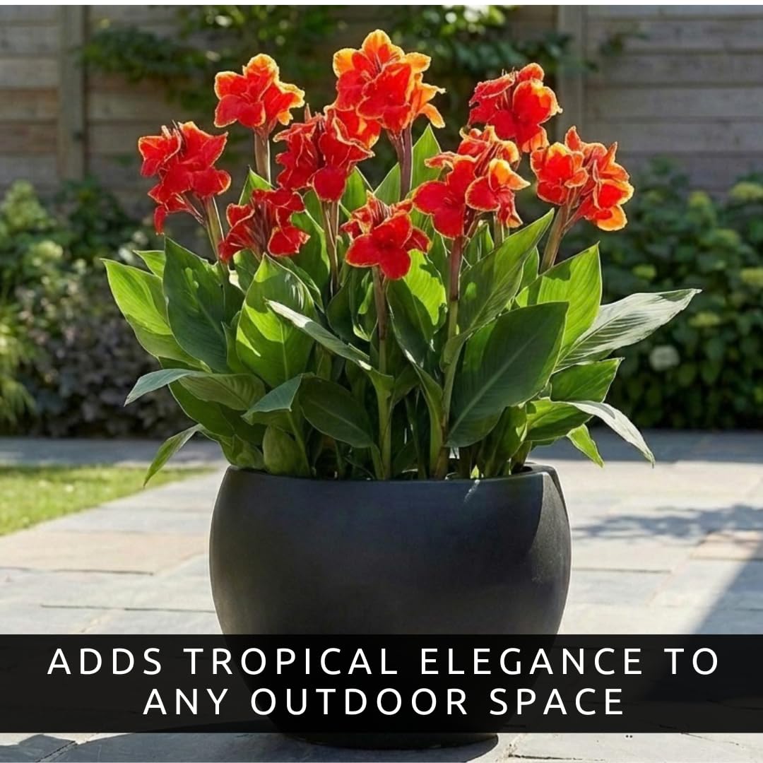 Lucifer Canna Lily Bulbs for Planting – Bright Red Flowers with Golden Yellow Edges – Tropical Summer Blooming Plants – Premium Canna Rhizomes (1 Bulb)