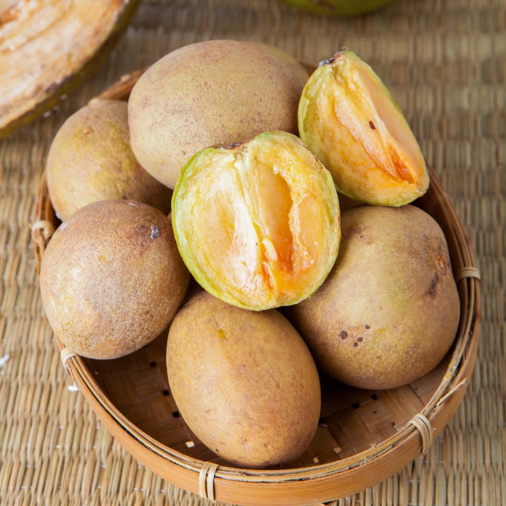 Sapodilla Tree Live Plant, Sapote Seedling in Half Gallon Pot, 6 to 10 Inches Tall, Sapodilla Plant for Outdoor Garden